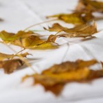 leaf confetti