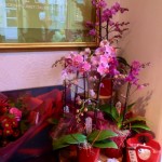 orchid plants