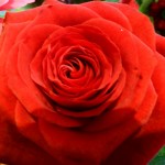 red rose